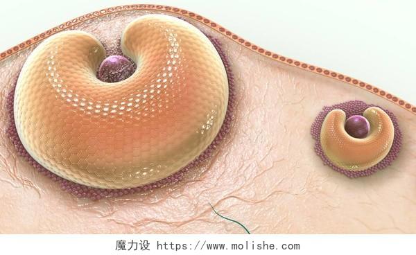卵巢是产生卵子的生殖器官私密私处